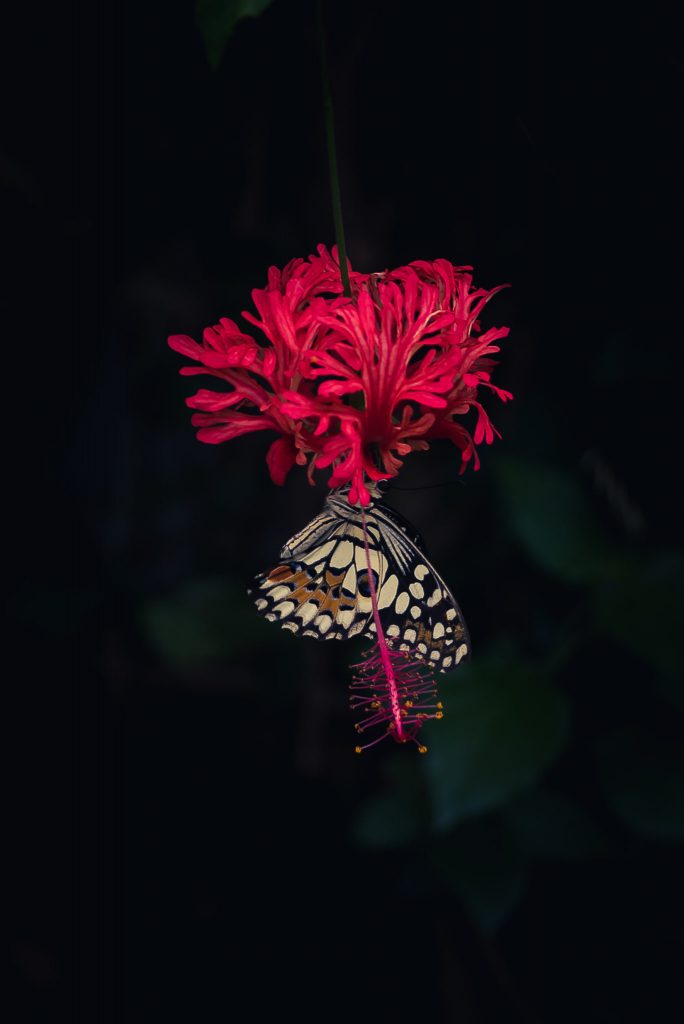 butterfly, flower, whipsnade zoo, butterfly house, dark tones,