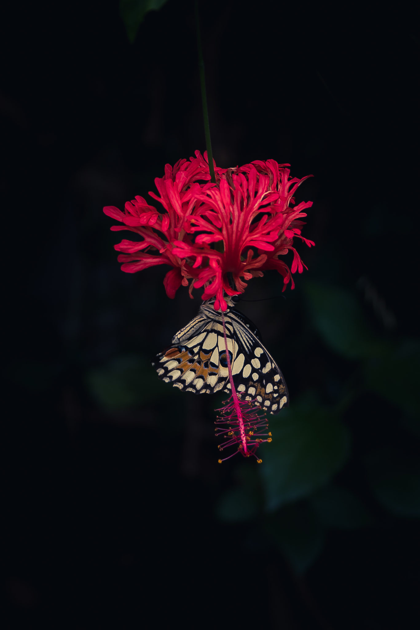 butterfly, flower, whipsnade zoo, butterfly house, dark tones,