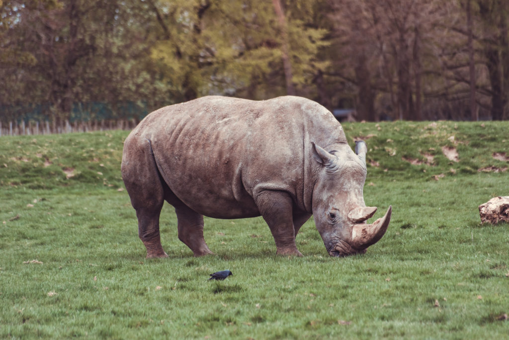 rhino, zoo, whipsnade zoo, animals, playing, natural, days out, photography, UK,