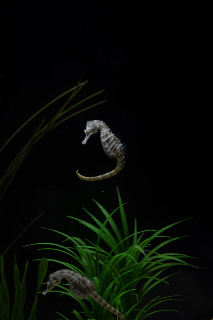 sea horse, seahorse, photography,