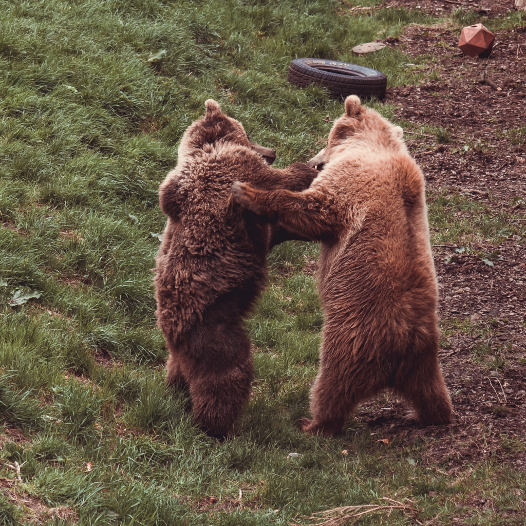 brown bear, bears, zoo, whipsnade zoo, animals, playing, natural, days out, photography, UK,